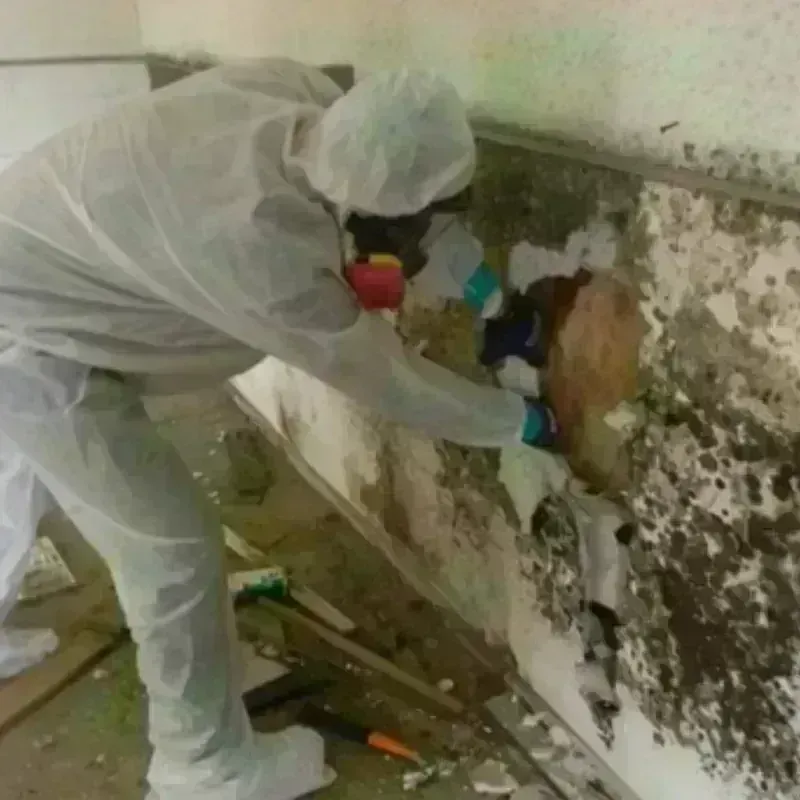 Mold Remediation and Removal in Glandorf, OH